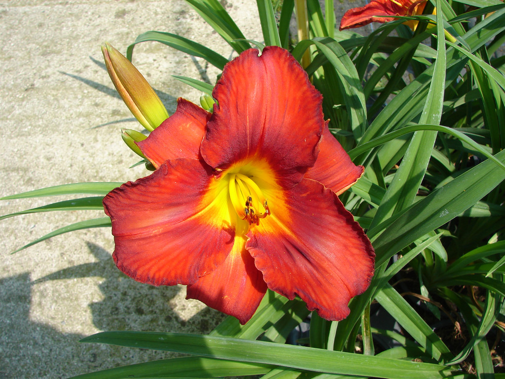 Hemerocallis 'Amadeus'